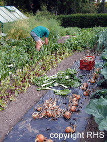 Vegetable plot